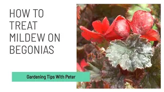 How to Treat Mildew on Begonias | Garden Ideas | Peter Seabrook