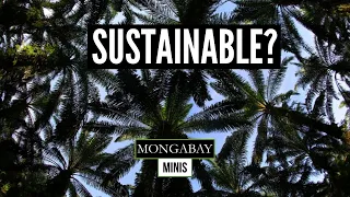 Is sustainable palm oil really sustainable?