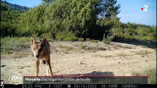 🇫🇷 🐺Marseille : une meute de #loups sur les hauteurs de la ville - 31/03/2023