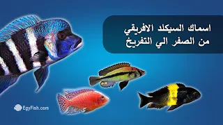 اسماك السيكلد الافريقي من الصفر الي التفريخ