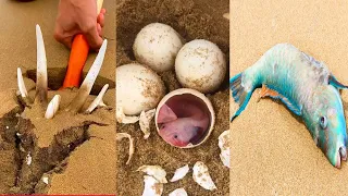 Catching Seafood 🐙🦀 Deep Sea Octopus (Catch Shark, Catch Fish, Sea Creatures) TikTok #24