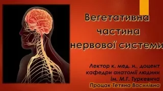 Вегетативна нервова система