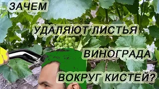 Зачем удалять листья вокруг кистей. Мифы и реальность.