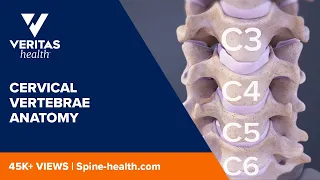 Cervical Vertebrae Anatomy