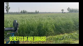 What is hay [grass]? Alfaalfa | lusan grass | Chahal dairy farm