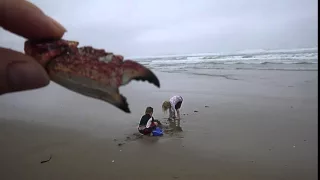 Strange Dangers at the Beach