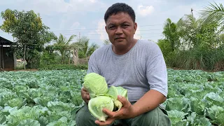 1.4 MILLION KITA sa 30K PUHUNAN sa CABBAGE. FREE HANDS-ON TRAINING PA!