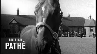 Stallion Show (1956)