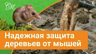 Как защитить ствол дерева от грызунов? #СадовыйЭксперт