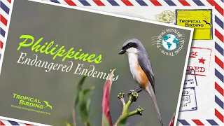 Tropical Birding Virtual Bird Tour 'Easy Philippines' by Charley Hesse