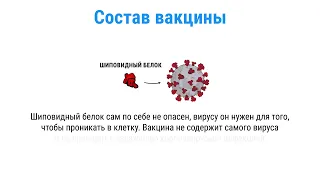 Как работают белковые вакцины?