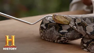 Kings of Pain: ASMR PYTHON BITE | Premieres 11/12 on HISTORY