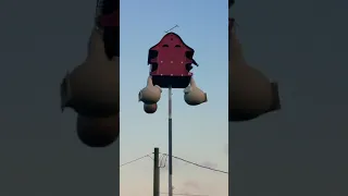 Subadult purple martin pair returning to roost at dusk