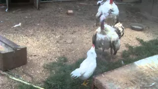 Rooster vs Hen Turkey