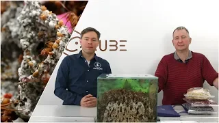 ANTSTORE Interview with Andrew Stephenson about leaf cutting ants
