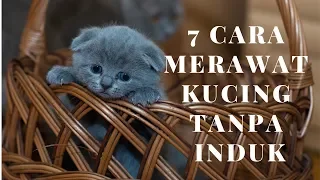 7 Cara Merawat Anak Kucing Tanpa Induk
