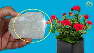 10 Powerful Rose Plant Care Tips | How to grow Roses?