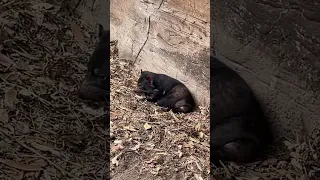 Which one is your favourite animal? | Wild Life Sydney Zoo