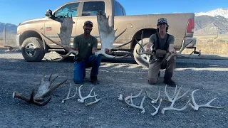 Finding moose sheds in Idaho 2023, 16 total sheds.