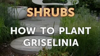 How to Plant Griselinia