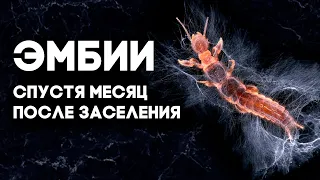 ПЕРЕСЕЛЕНИЕ ЭМБИЙ В ЭМБИКАРИЙ! КАК ДЕЛА У КОЛОНИИ Embia savignyi спустя МЕСЯЦ?  Димон и пумба