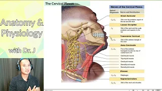 PHYL 141 | Nervous System | Introduction to Nerve Plexuses