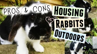 PROS & CONS: Housing Your Rabbits Outdoors | RosieBunneh