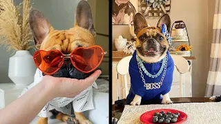 Funny French Bulldogs | Frenchie Compilation