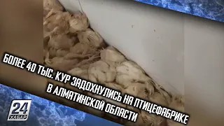 Более 40 тыс. кур задохнулись на птицефабрике в Алматинской области