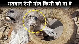 भगवान ऐसी दर्दनाक सजा क्यों दे रहा | Life threatening Body parts of Animals