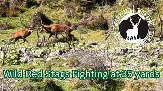 Wild Red Stags Fighting at 35 Yards