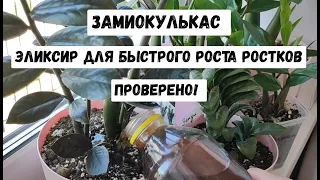 ВОЛШЕБНЫЙ ЭЛИКСИР для ЗАМИОКУЛЬКАСА! АКТИВНЫЙ РОСТ НОВЫХ РОСТКОВ, Увеличение картошки Замиокулькаса