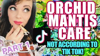 TIK TOK GOT IT WRONG!!! – CORRECT ORCHID MANTIS CARE - PART 1