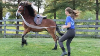 SADDLING MY COLT FOR THE FIRST TIME (he bucked!)