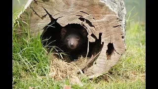 Save the Tasmanian devil – crowdfunding campaign