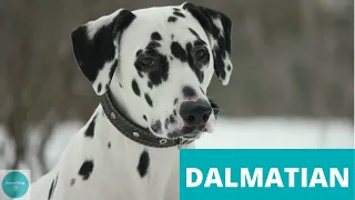 All about the DALMATIAN