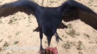 Gru the crow flying at you in slow motion... Twice! - Noah's Ark Animal Sanctuary