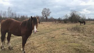 🔥Кобили 💥на продажу 🐴та жеребець на паровку 🔊