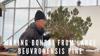 Making Bonsai from A Large Beuvronensis Pine