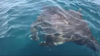 Giant Manta Ray swims right at side of boat