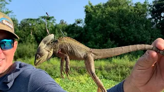 USING GIANT LIZARDS For BAIT ( Smoked SNAKEHEAD FISH DIP Catch Clean & Cook)