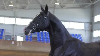 АХАЛТЕКИНСКИЙ ЖЕРЕБЧИК МАСУД-ШАЭЛЬ `2019