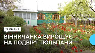 “Це як мої діти”: вінничанка вирощує на подвір’ї понад дві тисячі тюльпанів