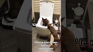 Бурманские котята (3мес)