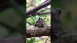 Tree Frog in Tree. #shorts #frogs #nature #hiking #sleep #camping #naturelovers #naturephotography