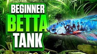 Beginner-Friendly Betta Fish Tank Setup - Month 2 Update! (Planted Tank)