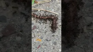 ants eating worm🪱  (part 2)