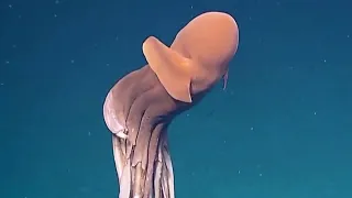 10 Strange Deep Ocean Creatures Found by ROVs in the North Atlantic Ocean