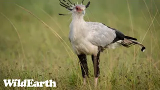 SafariLIVE Sunrise - 08 May 2024