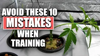 Avoid These 10 Mistakes When Training Your Cannabis Plants!